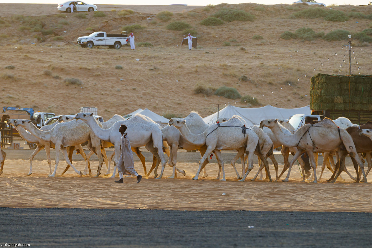 70 ألف زائر